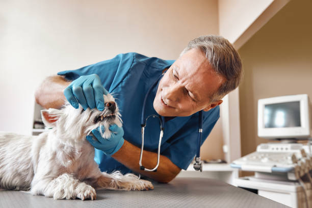 Best Emergency Treatment for Dental Infections or Abscesses in Bensville, MD